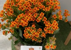 Beekenkamp's Kalanchoe Tiger Light Orange, "great for autumn planters too"